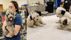 A dog crate that is the appropriate size (tall enough for the dog to stand in, long enough for the dog to lie down in). Tampa Breeding Facility Shut Down 340 Dogs Handed Over To County