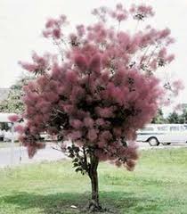 Discover 17 Tracy Plants ideas