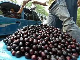 Check spelling or type a new query. Karonda Taste This Wild Berry In Late Summer For Sweet Relief