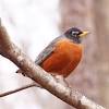 Color the robin with a red breast, a gray and brown back, a white lower belly and a yellow bill. Https Encrypted Tbn0 Gstatic Com Images Q Tbn And9gcshvnpzm6l8h8r0qmdkryftsxh0x30tit37jypxg J3sphcel2j Usqp Cau