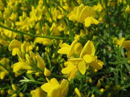 Image result for Genista