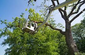 When to hire is key. Hire An Arborist For Your Tree Care Five Star Tree Services