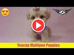 How big do teacup maltese puppies get? Cheap Teacup Maltipoos For Sale 07 2021