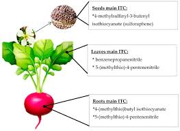 Image result for Brassicaceae