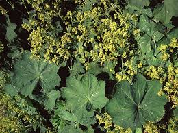 Image result for Alchemilla microbetula