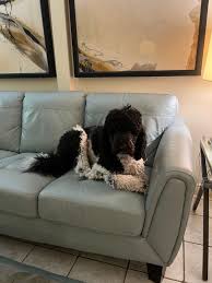 Conkertoncounselingservices