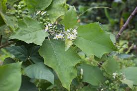 Image result for Solanum torvum