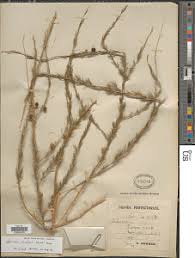 Image result for Asparagus flagellaris