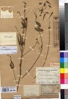 Image result for Maerua cerasicarpa