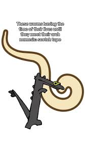 Image result for Pinworm Test