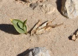 Image result for Ophioglossum polyphyllum