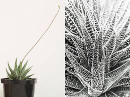 Haworthia is a genus of small succulent plants within the family xanthorrhoeaceae. Haworthia Succulent Care Nurturing Your Haworthia Pearl Plant