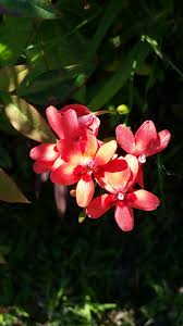 Image result for Freesia laxa