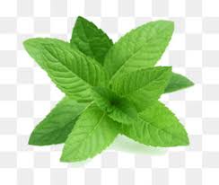 mint png peppermint mint leaves mint leaf mint chocolate mint candy mint color mint frame mint plant mint drawing mint illustration mint ice cream cartoon mint breath mint cleanpng kisspng mint png peppermint mint leaves