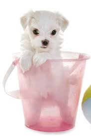 Not much outdoor exercise, but that's because they're so lively indoors and get most of their exercise running around the house. Teacup Maltese Discover The Miniature Maltese Dog