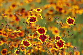 Das wetter ist schön im sommer. 14 Winterharte Blumen Die Lange Bluhen Dauerbluher Liste