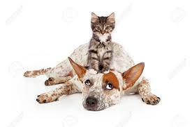 Maybe you would like to learn more about one of these? A Patient Queensland Heeler Mixed Breed Dog Laying Against A Stock Photo Picture And Royalty Free Image Image 22889981