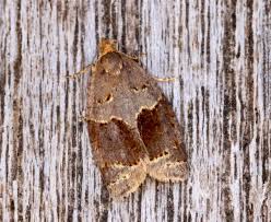 Image result for Cochylidia implicitana