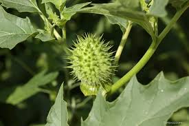 Image result for durman obecný plod