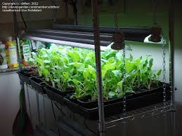 Grow lights should be on for at least 14 but no more than 18 hours per day; Light Needed To Grow Vegetables Indoors Cromalinsupport