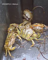 Each of the 50 states, as well as the nation's capital, has its own unique food scene, a tableau of flavors of various cultures and ethnicities as well as endemic ingredients and produce. European Green Crab