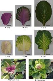 Check spelling or type a new query. Transcriptome Profiling Of Two Contrasting Ornamental Cabbage Brassica Oleracea Var Acephala Lines Provides Insights Into Purple And White Inner Leaf Pigmentation Bmc Genomics Full Text