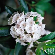 Mountain Laurel Mountain Laurel Laurel Plant Kalmia Latifolia