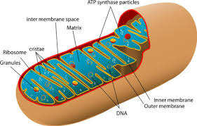 August 2011,14 best images of label cell organelles worksheet subject of this article:human cell diagram unlabeled (page 1). Test Human Cell Quizlet