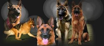 German shepherd · spotsylvania, va. Training German Shepherd Agua Dulce German Shepherd Dogs Puppies For Sale Usa