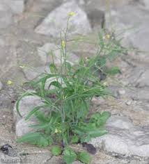 Image result for Sisymbrium orientale