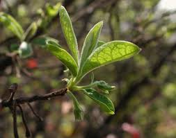 Image result for Diospyros lycioides