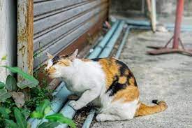 Why Is My Cat Being Sick Many Hours After Eating Its Meal Https Www Seniorcatwellness Com Cat Vomiting Undigested Food Hou Cats Cats And Kittens Calico Cat