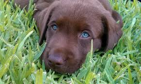 Although our current focus is on breeding chocolate and. Chocolate Labrador Blue Eyes For Sale Petsidi