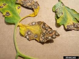 Image result for Septoria leaf spot of tomato