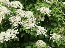 Its handsome silver gray foliage looks terrific planted between. 14 Pretty Vines That Deer Don T Like But You Will
