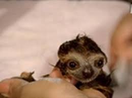 And they eat green beans and hibiscus flowers! Baby Sloths Bathtime Baby Sloth Cute Animals Cute Creatures