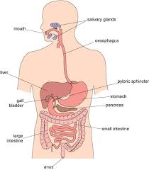 Week 5 The Short Term Effects Of Alcohol 1 1 Absorption Of Ethanol From The Gut Into The Bloodstream Openlearn Open University Soa 1
