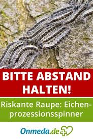 Eichenprozessionsspinner Besser Abstand Halten Onmeda De Eichenprozessionsspinner Heuschnupfen Eiche