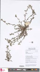 Image result for Grangea maderaspatana