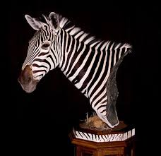 Pedestal Shoulder Mount Gallery Dinges Taxidermy Taxidermy Gallery Pedestal