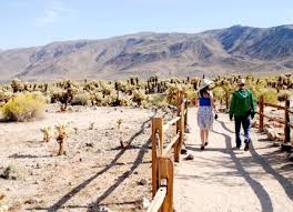 If you are traveling to joshua tree national park, this quick little walk to a garden of ridiculously adorable cactus should be on your list. Easy Park Hikes The Cholla Cactus Garden In Joshua Tree National Park National Parks Traveler