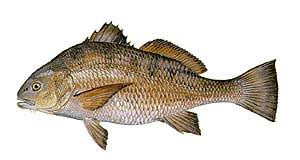 coastal carolina guide service list of nc fish species