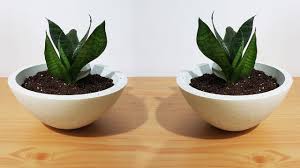 This is a perfect example of a garden project that is beautiful yet inexpensive. How To Make Cement Pot At Home Creative White Cement Planter Indoor Planter Diy Youtube