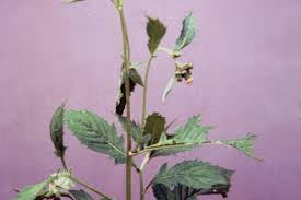 Image result for Crassocephalum radiatum