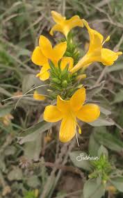 Image result for Tephrosia tanganicensis