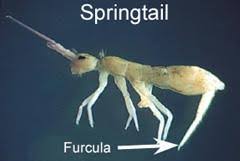 Springtails are tiny little, weird looking creatures might look like insects to you, but they are really not. Springtails Nc State Extension Publications