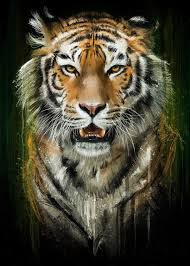 26318 Metal Poster Print Emiliano Morciano Displate Big Cats Art Tiger Pictures Tiger Art
