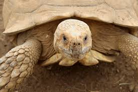 Image result for Grewia sulcata