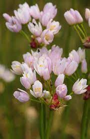 Allium Roseum Rosy Garlic Types Of Flowers Allium Flower Field