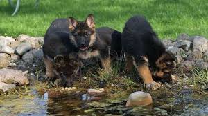 Pagesbusinesseslocal servicepet servicegreat dane puppies tucson, az. Arizona German Shepherd Breeders German Shepherd Puppies Training German Shepherd Puppies Shepherd Puppies